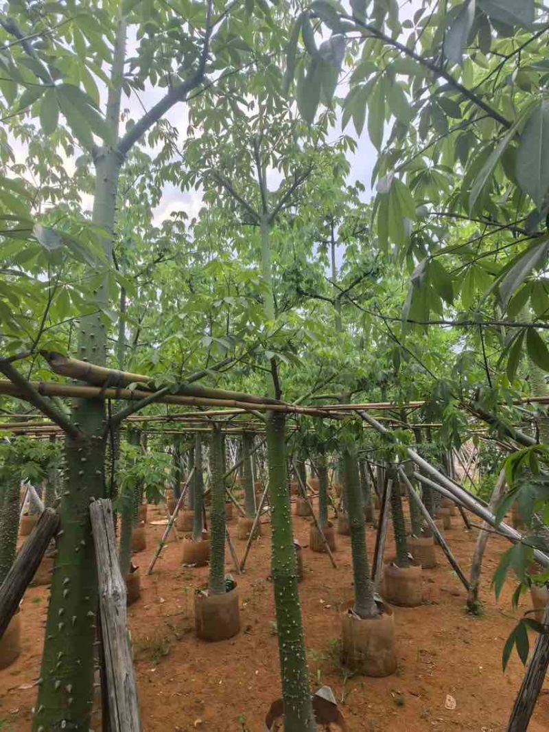 美丽木棉3-25分，大量低价出售