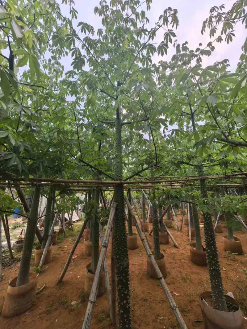 美丽木棉3-25分，大量低价出售
