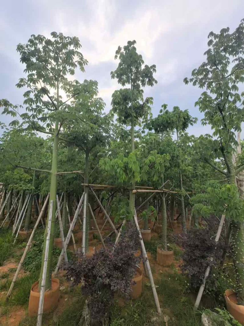 美丽木棉3-25分，大量低价出售