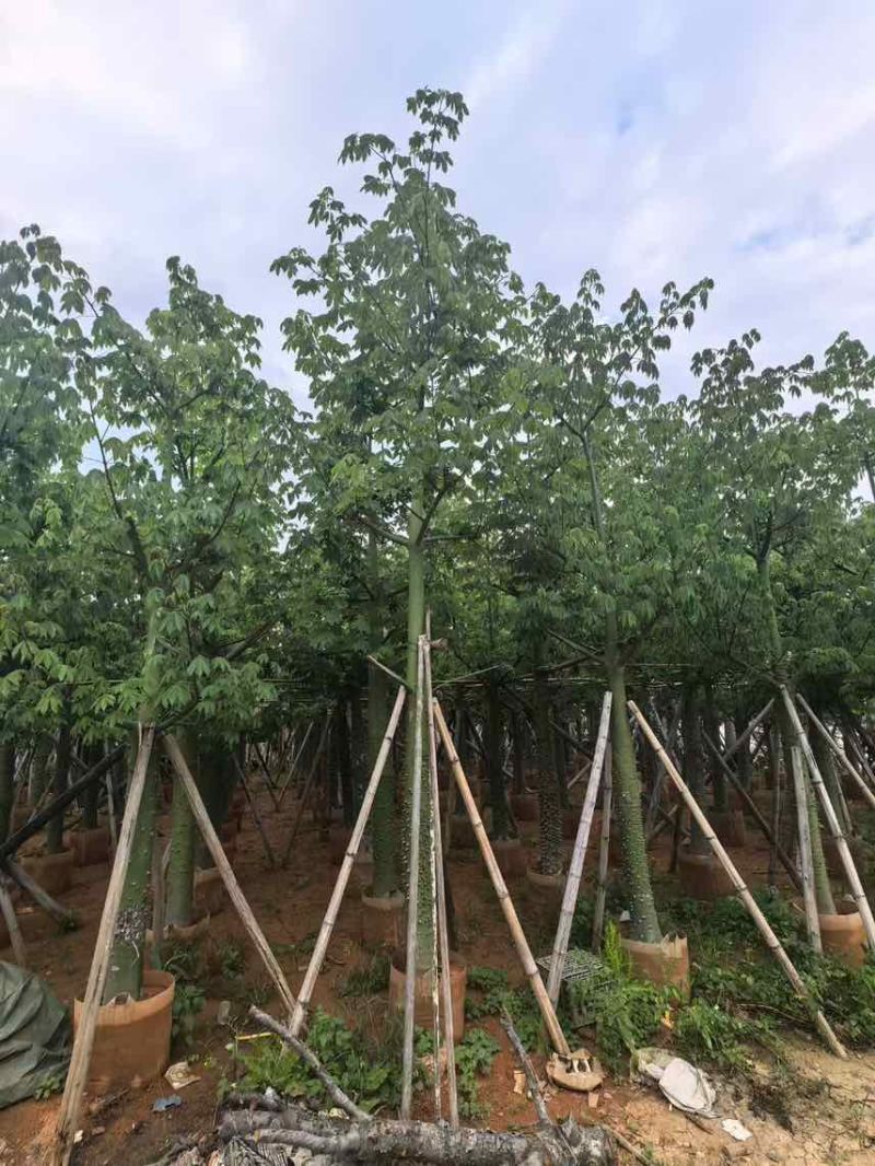 美丽木棉3-25分，大量低价出售