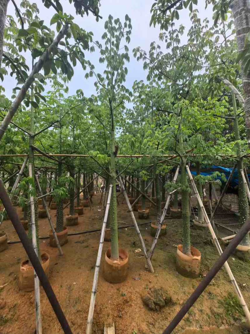 美丽木棉3-25分，大量低价出售