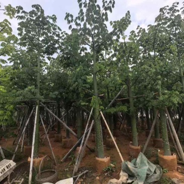 美丽木棉3-25分，大量低价出售