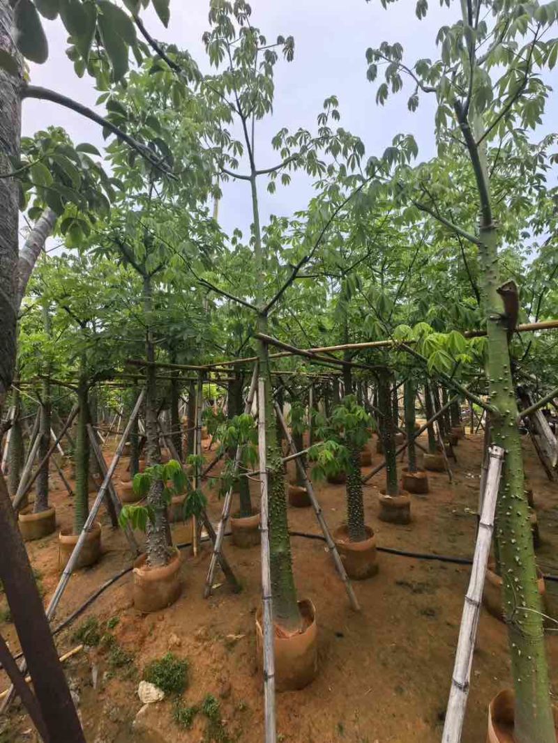 美丽木棉3-25分，大量低价出售