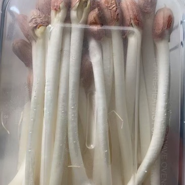 种植花生芽，豌豆苗，空心菜苗。香椿苗