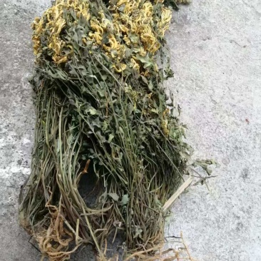 广西家种干黄莲