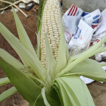 白糯玉米