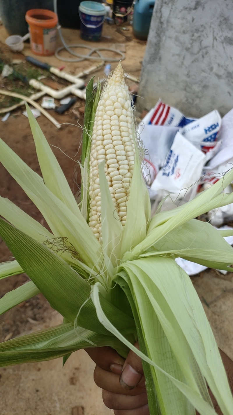 白糯玉米