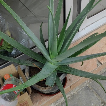 芦荟
