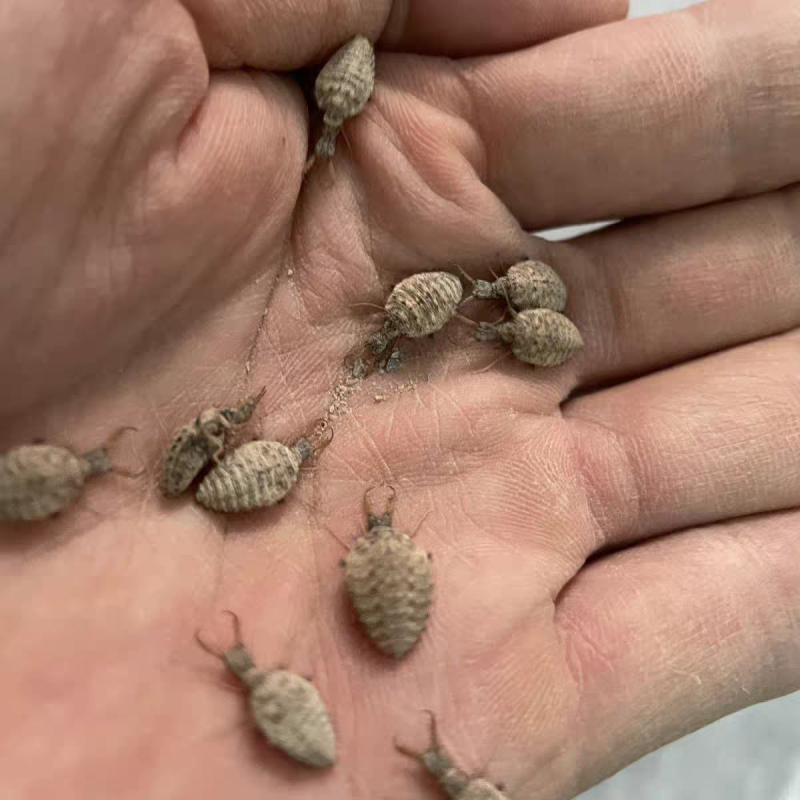 蚁狮