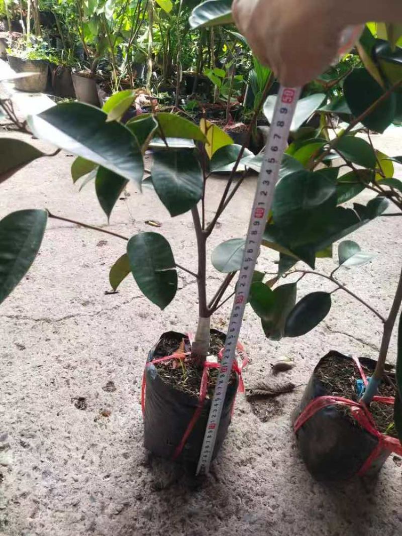 50-60公分高