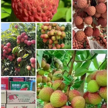 广东荔枝ge