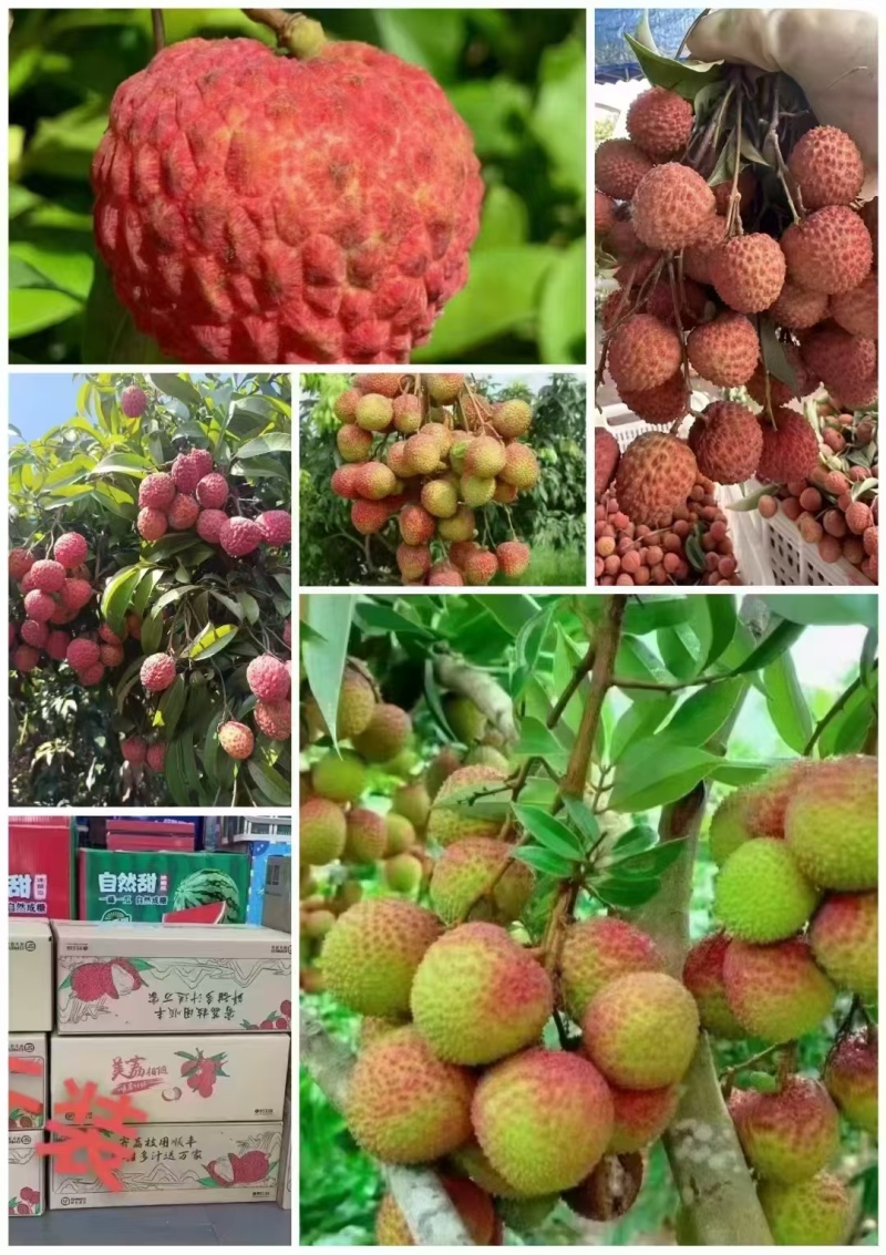 广东荔枝ge
