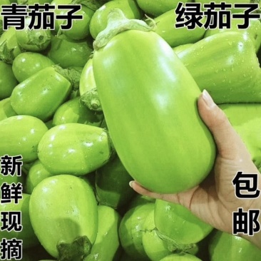 河南老品种绿茄子