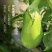 河南老品种绿茄子