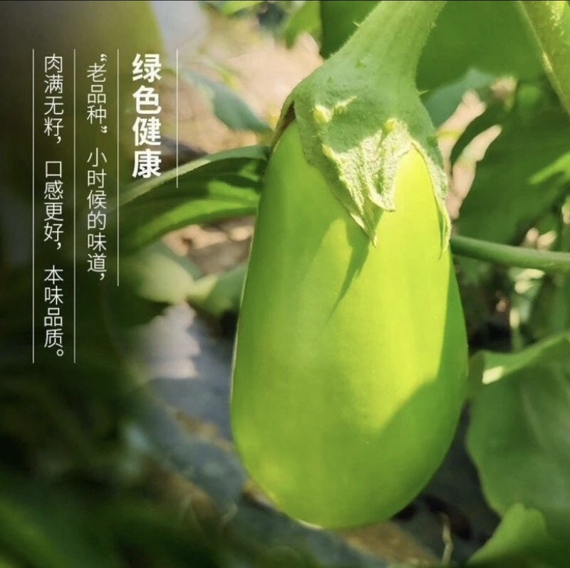 河南老品种绿茄子
