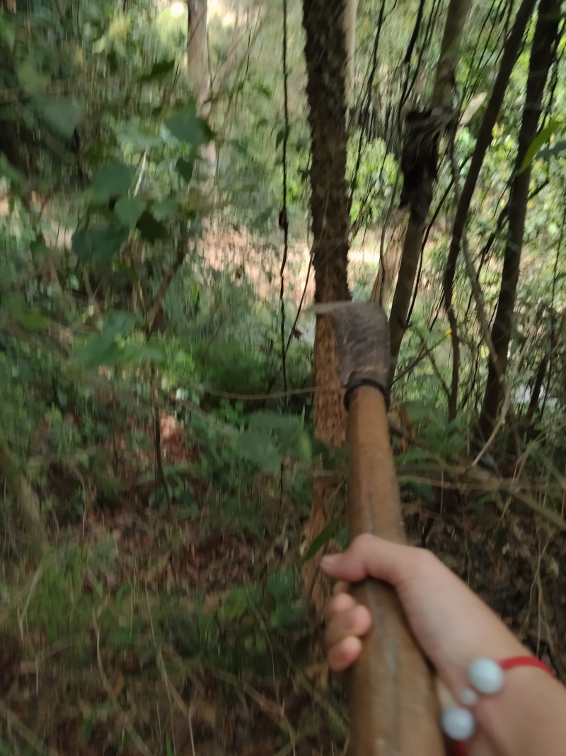 飞龙掌血，野生的！最少有40年了！那就一颗给你友谊价