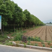 香樟