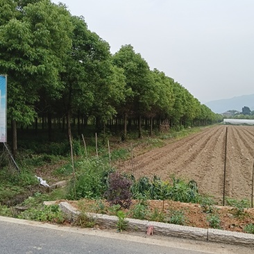 香樟