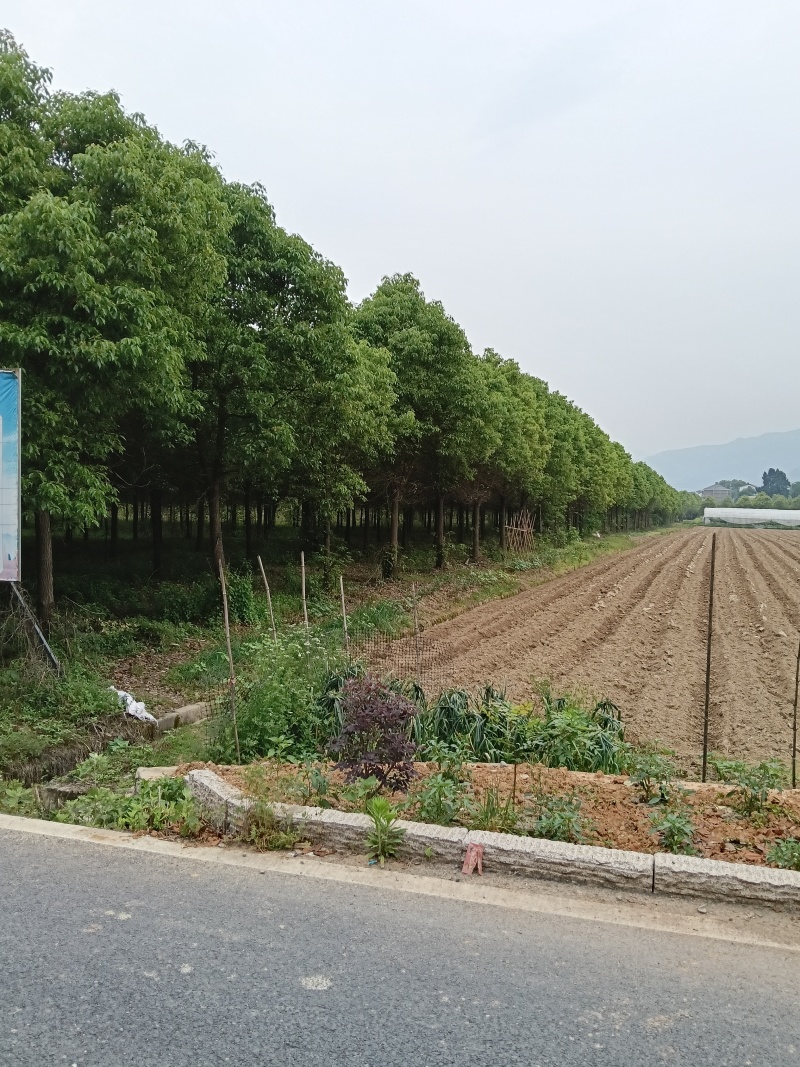 香樟