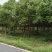 香樟