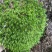 苔藓