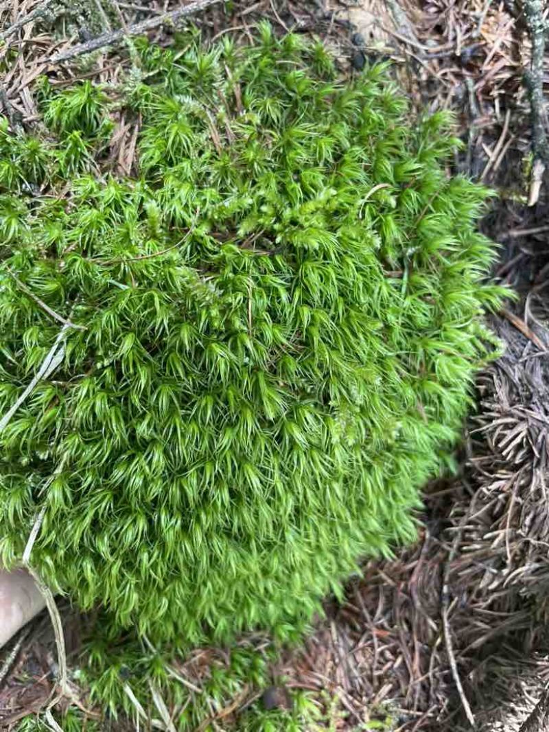苔藓