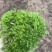 苔藓