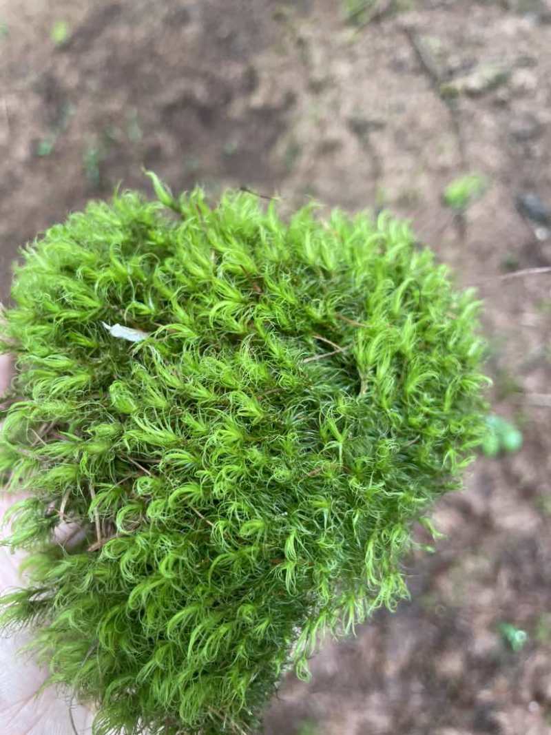 苔藓