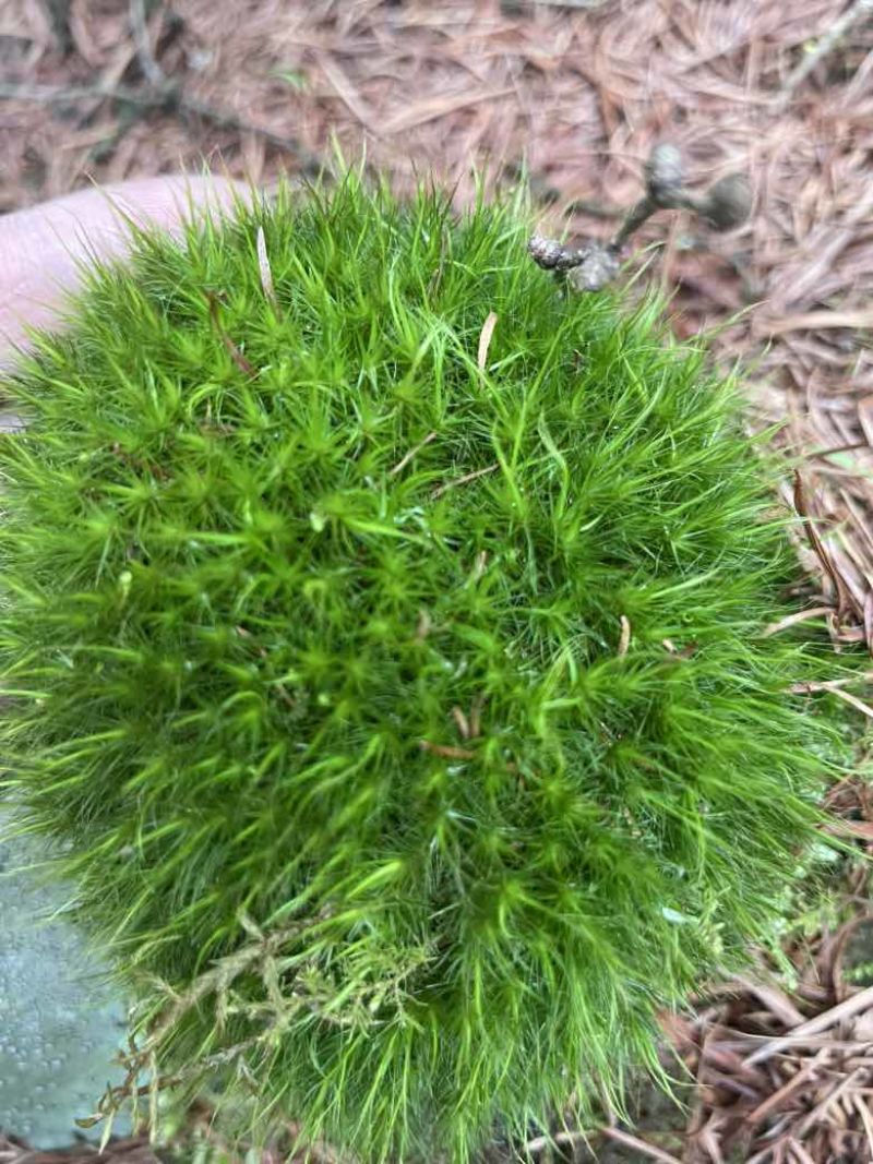 苔藓