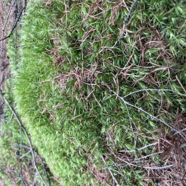 苔藓