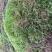 苔藓
