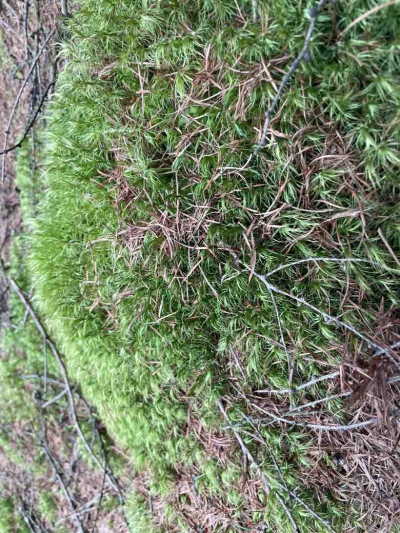 苔藓