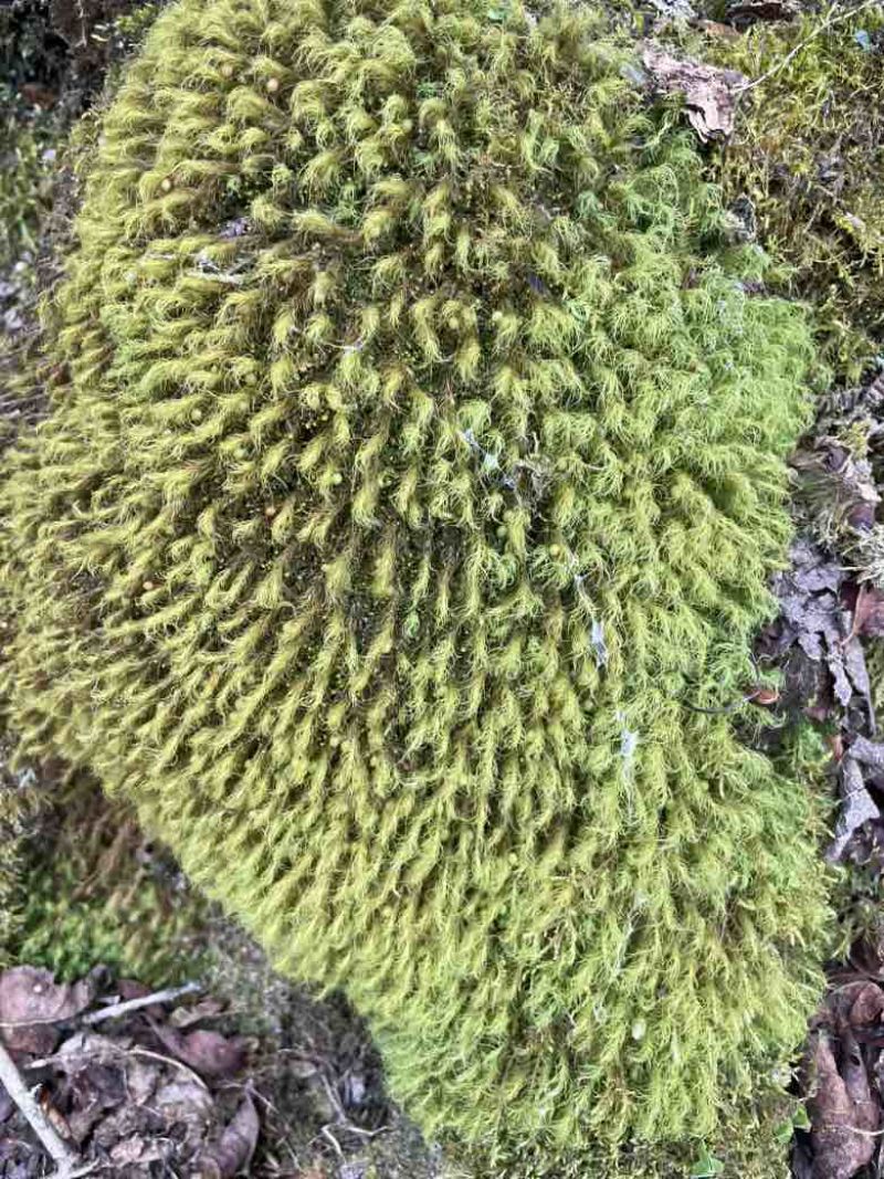 苔藓