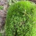 苔藓