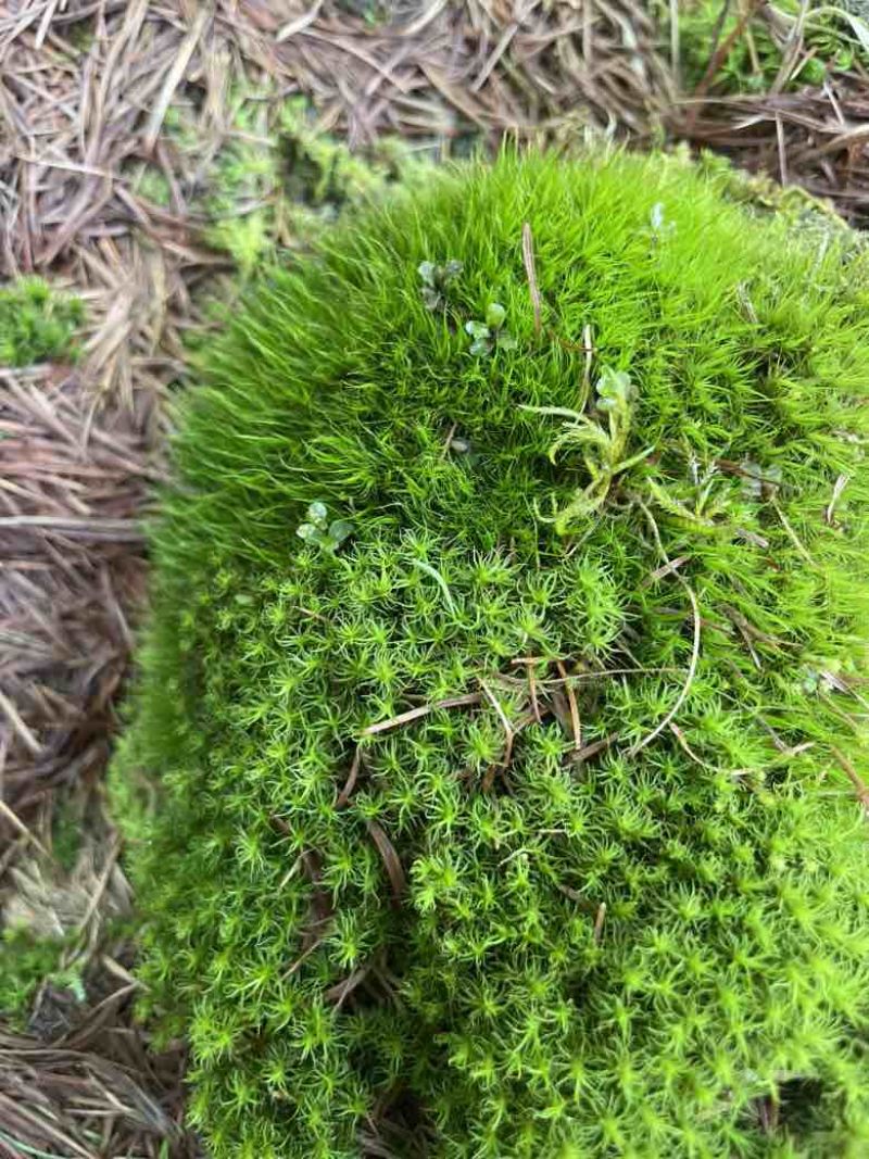 苔藓