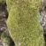 苔藓