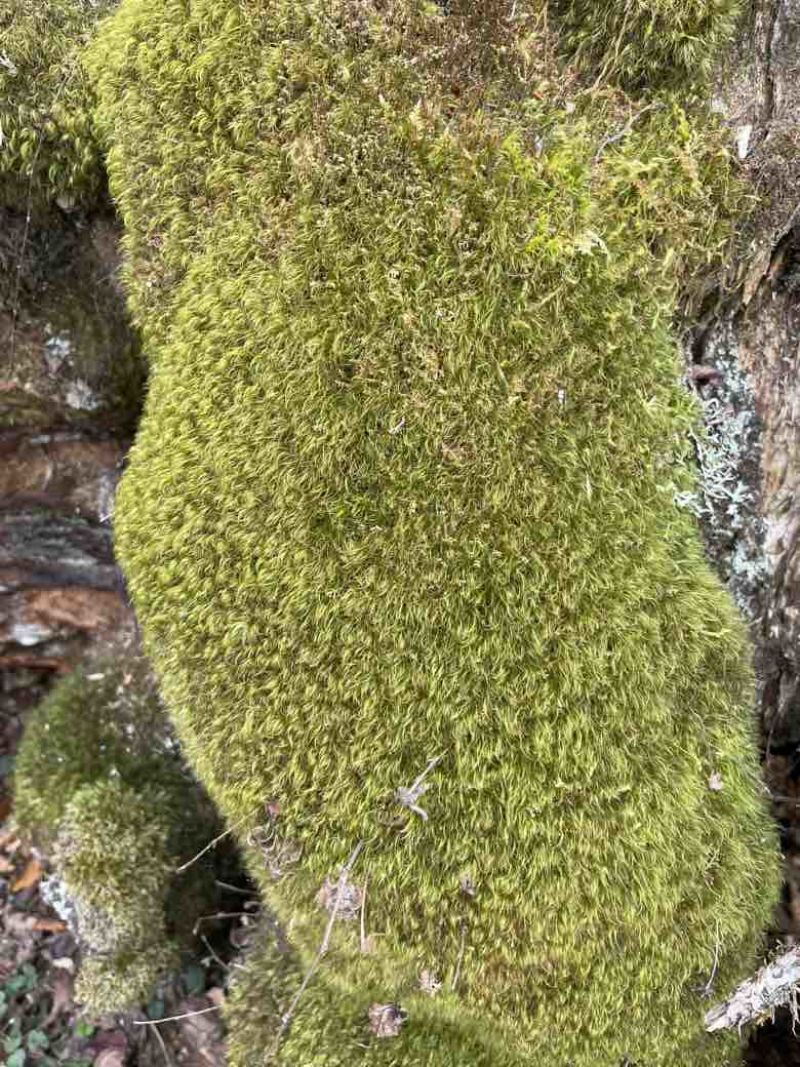 苔藓
