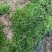 苔藓