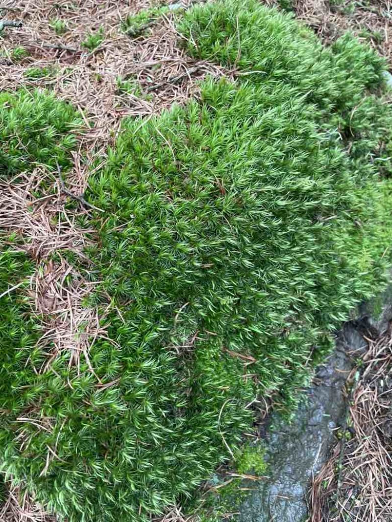 苔藓
