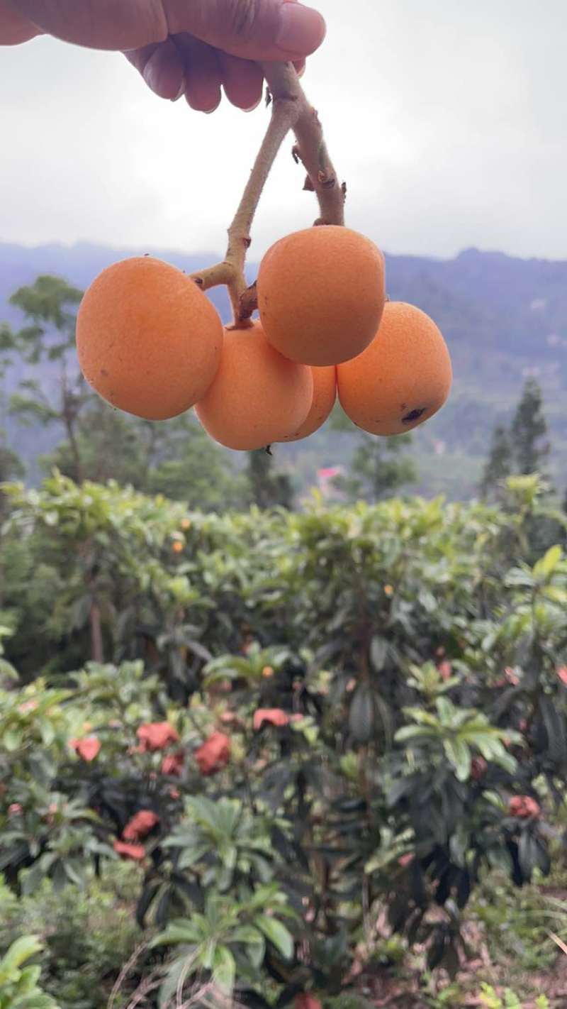 云南大兴大五星枇杷