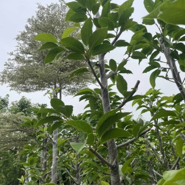 白玉兰