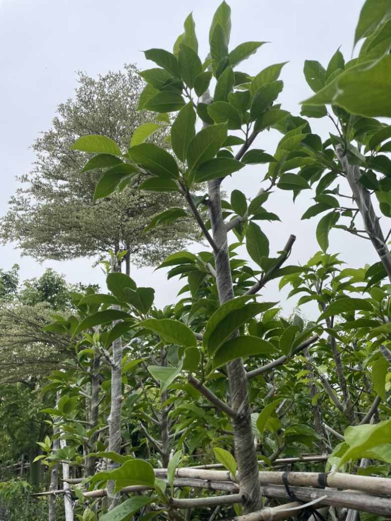 白玉兰