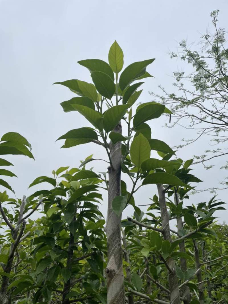 白玉兰