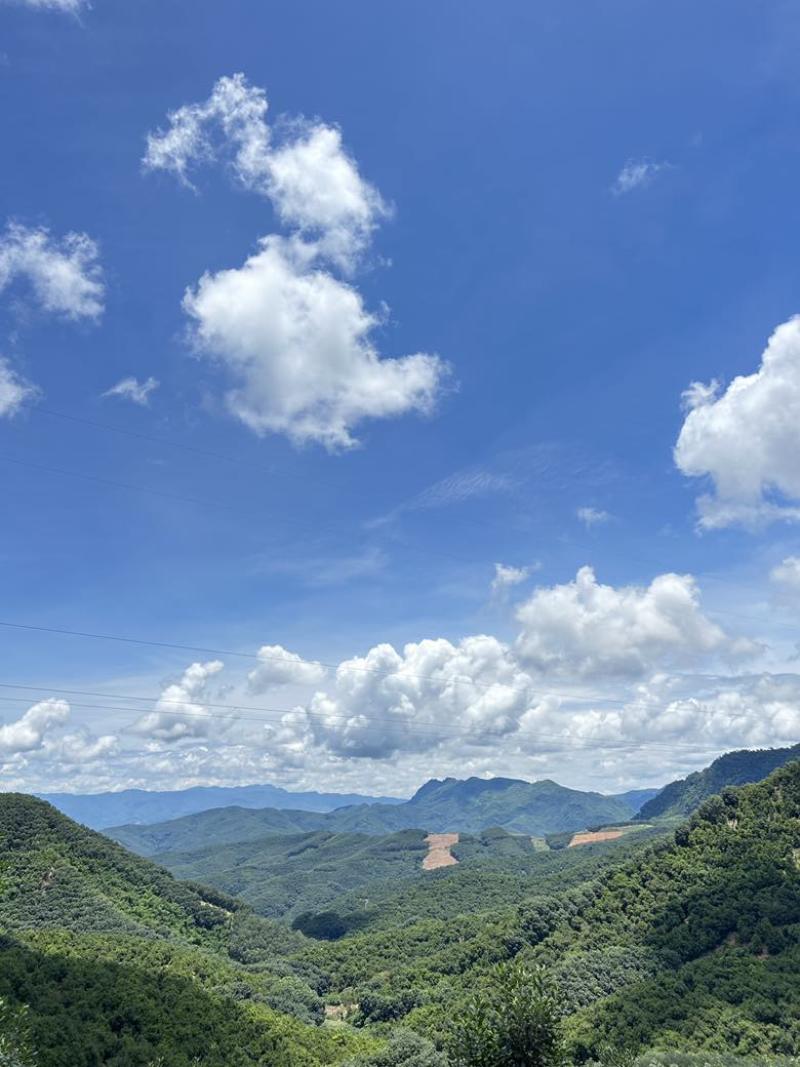 云南夏威夷果澳洲坚果基地鲜果通货精品货电商货量大