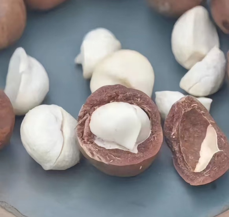 云南夏威夷果澳洲坚果基地鲜果通货精品货电商货量大