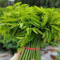 顺丰包邮新鲜树仔菜潮汕树菜海南五指山野菜酒店私房特色菜当季