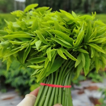 顺丰包邮新鲜树仔菜潮汕树菜海南五指山野菜酒店私房特色菜当季