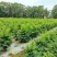 顺丰包邮新鲜树仔菜潮汕树菜海南五指山野菜酒店私房特色菜当季
