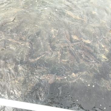 鲟鱼