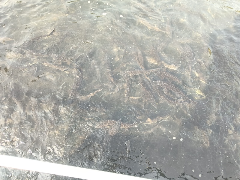 鲟鱼
